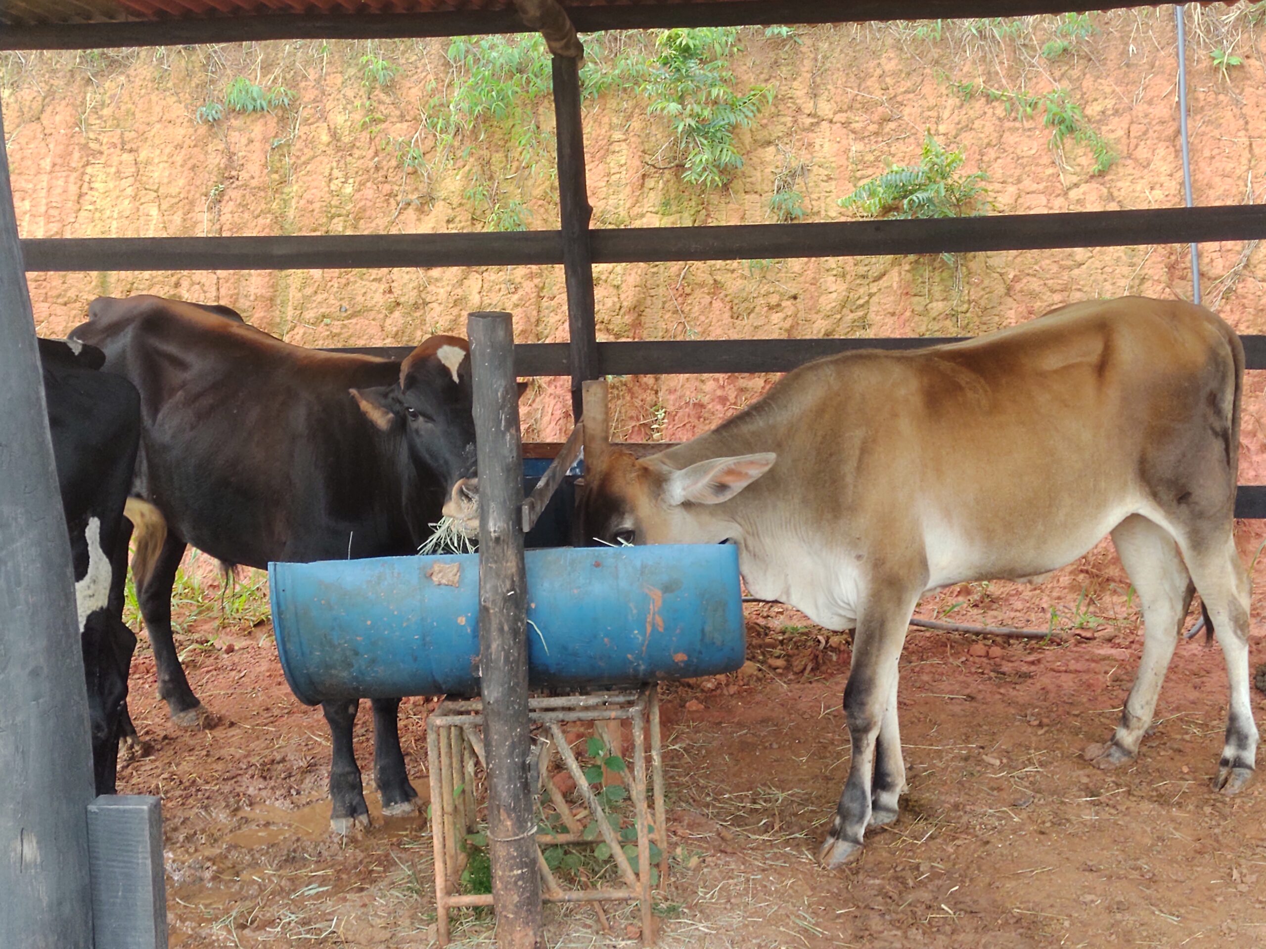 IMG_20211216_065430438