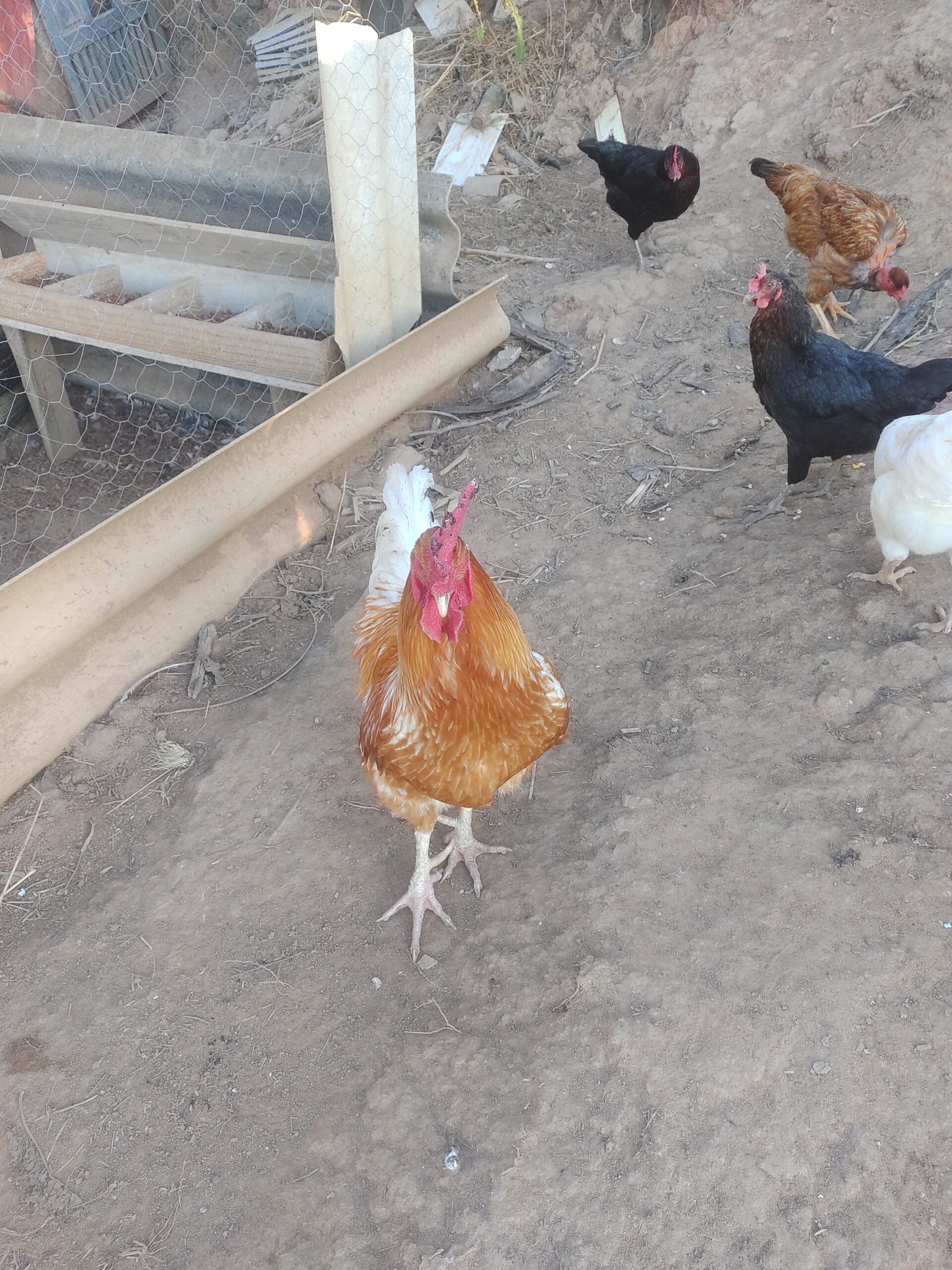 IMG_20220705_163509007