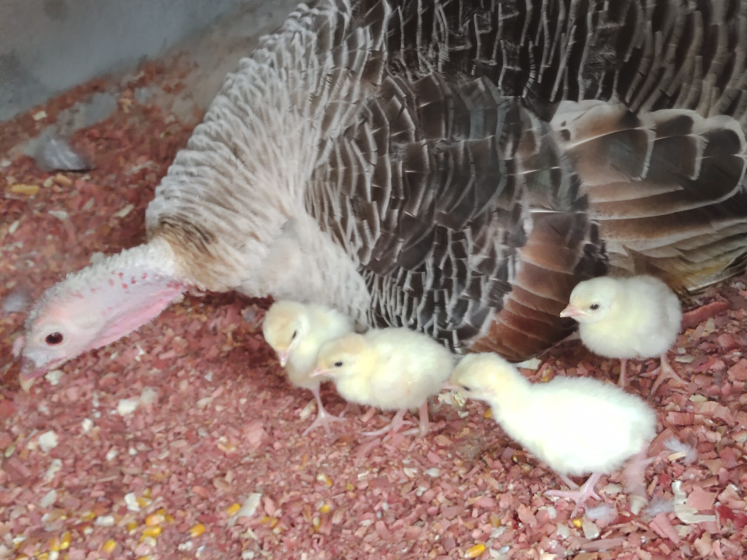 IMG_20220809_145649350